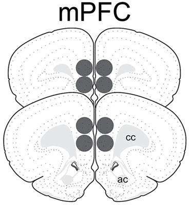 Postpartum State, but Not Maternal Caregiving or Level of Anxiety, Increases Medial Prefrontal Cortex GAD65 and vGAT in Female Rats